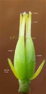  Pistil